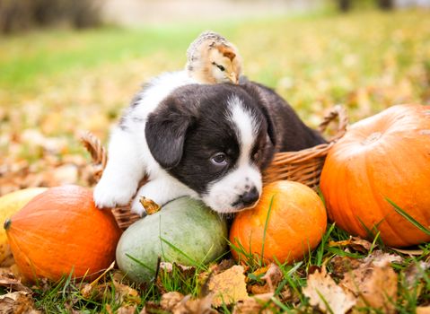 One corgi puppy dog with chicken and pumpkin in the basket on an autumn background