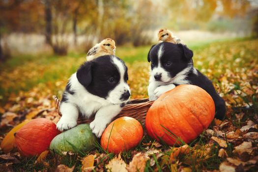 funny welsh corgi pembroke puppies dogs and chicken posing with pumpkins on an autumn background
