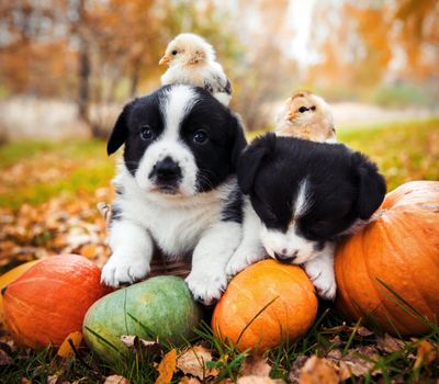 funny welsh corgi pembroke puppies dogs and chicken posing with pumpkins on an autumn background