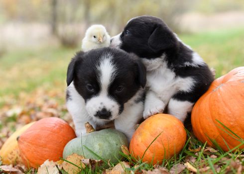 funny welsh corgi pembroke puppies dogs posing in the basket with pumpkins on an autumn background