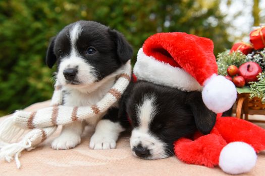 funny welsh corgi pembroke puppy in santa hat and New Year sled with gifts