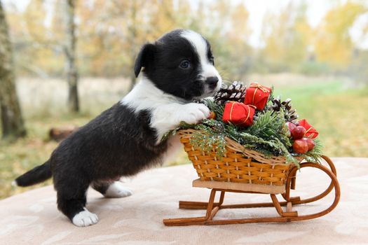 funny welsh corgi pembroke puppy and New Year sled with gifts