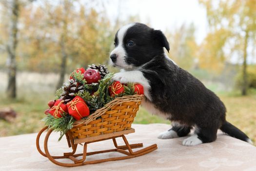 Funny welsh corgi pembroke puppy and New Year sled with gifts