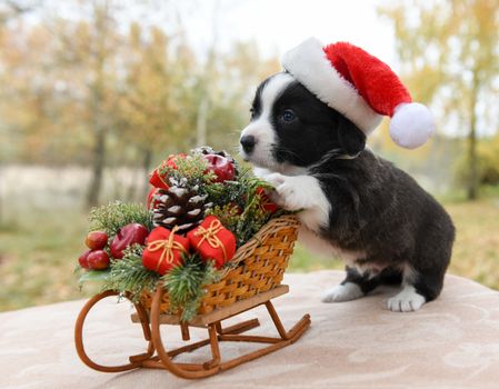 funny welsh corgi pembroke puppy in santa hat and New Year sled with gifts