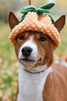 Basenji dog in a funny knitted hat in the form of pineapple for Christmas or New Year or for a party