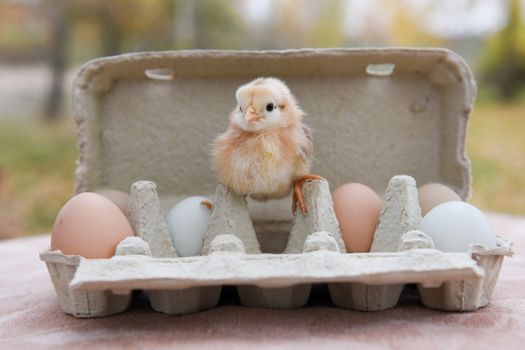 funny little chicken in egg box on Easter