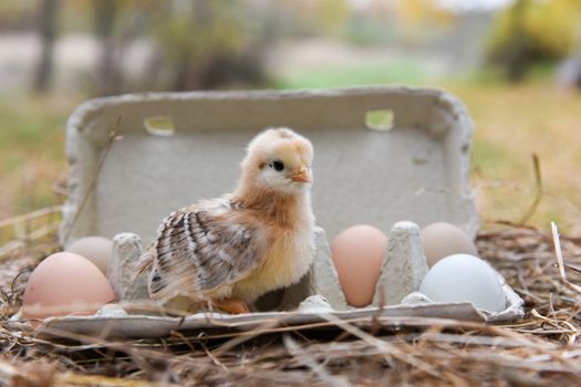 Funny little chicken in egg box with eggs on Easter