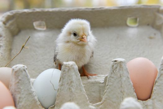 Funny little chicken in egg box with eggs on Easter