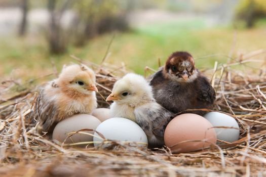 Little chicks in the hay with eggs on Easter holidays