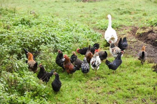 Chickens in the yard in village in summer background.