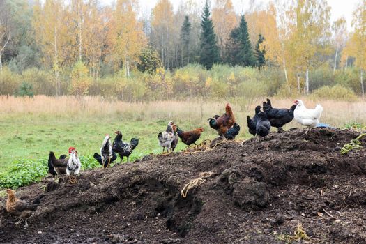 Chickens in the yard in village in autumn background.