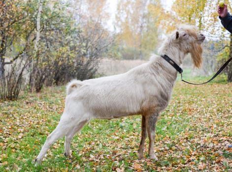 White goat with a beard on a leash graze on an autumn day