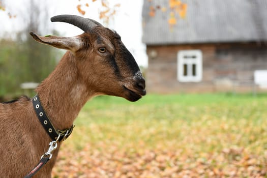 Goat of the Nubian breed is standing near the house in the village