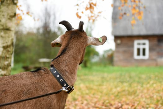 Goat of the Nubian breed is standing near the house in the village