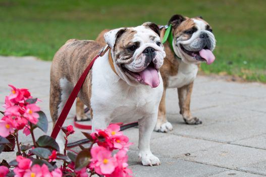 two funny English Bulldogs or British Bulldogs in the park near the flowers