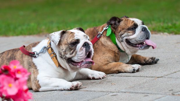two funny English Bulldogs or British Bulldogs in the park near the flowers