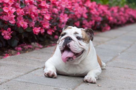 English Bulldog or British Bulldog is resting in the park near the flowers