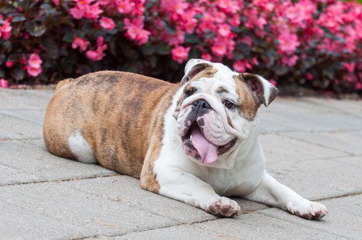 English Bulldog or British Bulldog is resting in the park near the flowers