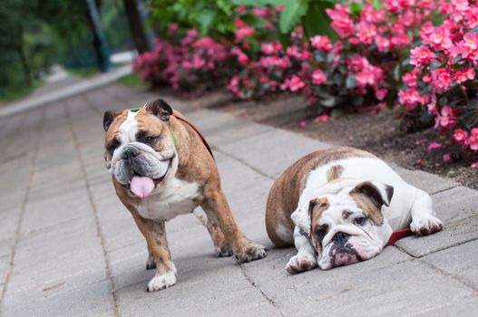 two funny English Bulldogs or British Bulldogs in the park near the flowers