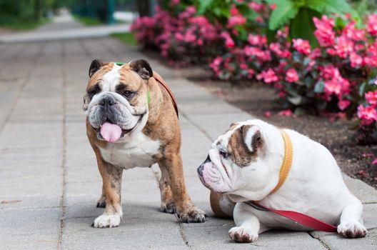 two funny English Bulldogs or British Bulldogs in the park near the flowers