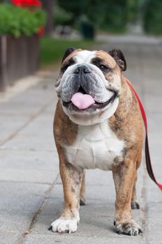 English Bulldog or British Bulldog dog in the park.