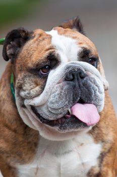 English Bulldog or British Bulldog dog close up.