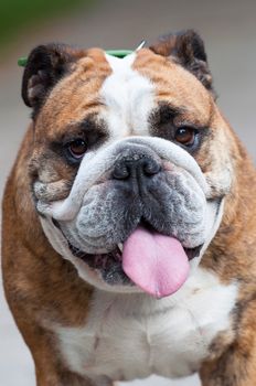 English Bulldog or British Bulldog dog close up.
