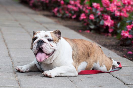 English Bulldog or British Bulldog dog in the park.