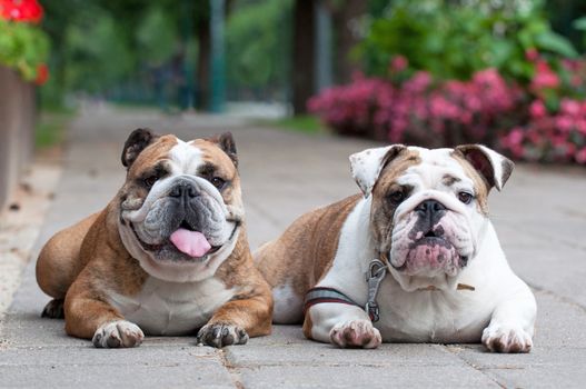 Two funny English Bulldogs or British Bulldogs dogs in the park near the flowers