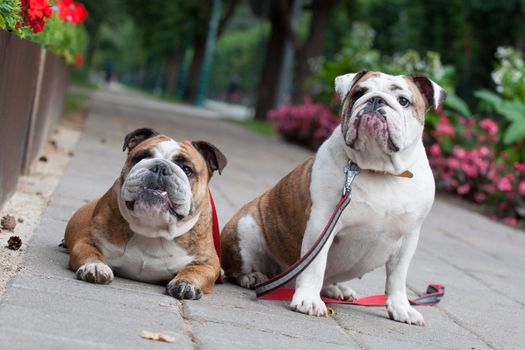 two funny English Bulldogs or British Bulldogs in the park near the flowers