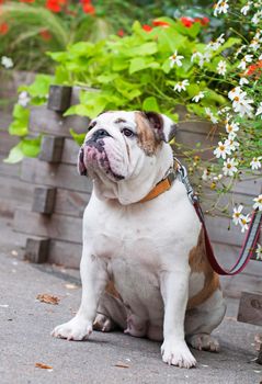 white English Bulldog or British Bulldog close up