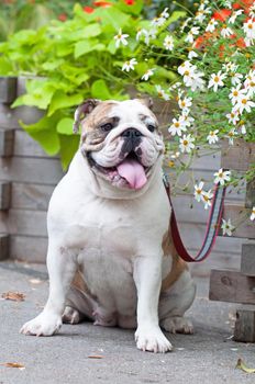 English Bulldog or British Bulldog dog in the park.