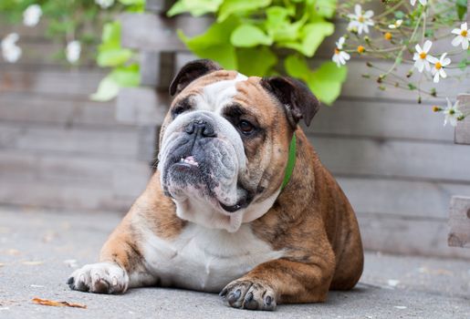 English Bulldog or British Bulldog dog in the park.