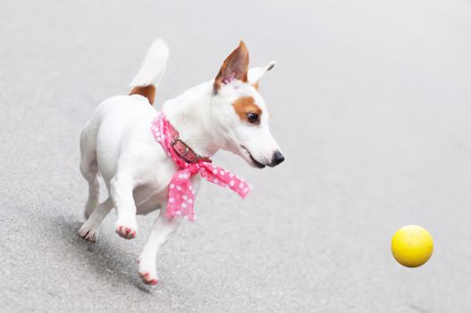 funny Jack Russell Terrier dog playing with a ball.