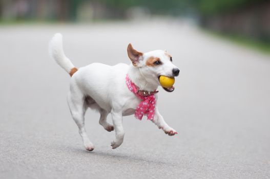 funny Jack Russell Terrier dog playing with a ball.