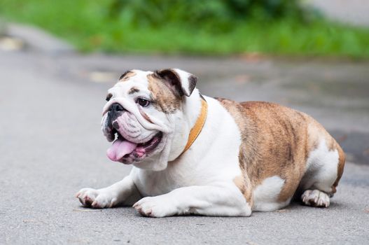 white English Bulldog or British Bulldog close up