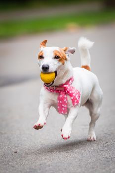 funny Jack Russell Terrier dog playing with a ball.