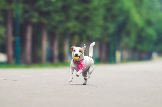 funny Jack Russell Terrier dog playing with a ball.