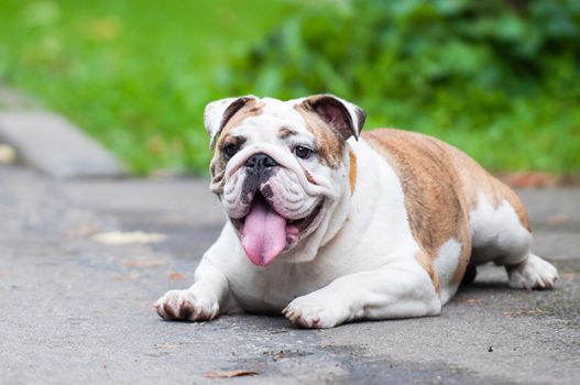 English Bulldog or British Bulldog dog in the park.