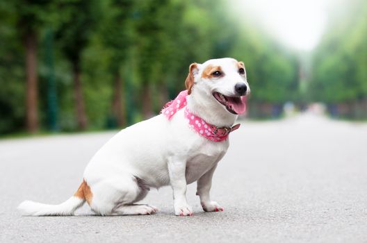 funny Jack Russell Terrier dog is walking in the park