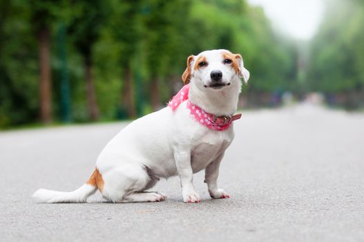 funny Jack Russell Terrier dog is walking in the park