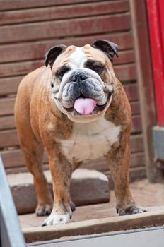 English Bulldog or British Bulldog dog with tiger coat close up on the background of a wooden wall