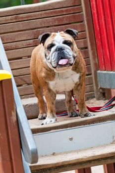 English Bulldog or British Bulldog dog with tiger coat close up on the background of a wooden wall