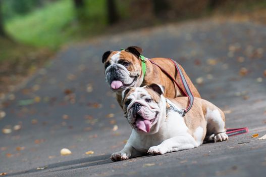 two funny English Bulldogs or British Bulldogs in the autumn park