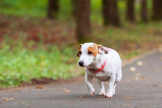 funny Jack Russell Terrier dog is walking in the park