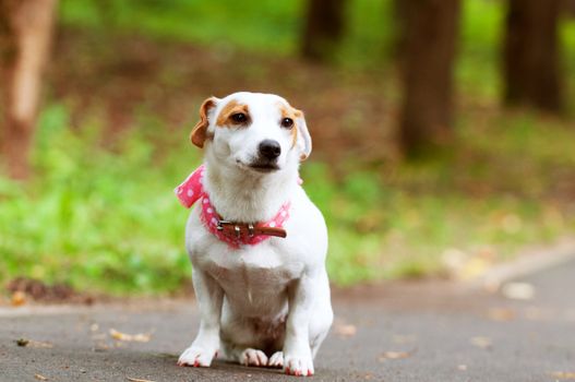 funny Jack Russell Terrier dog is walking in the park