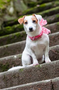 Lovely funny stylish Jack Russell Terrier dog with a pink scarf is sitting on the stairs for a walk