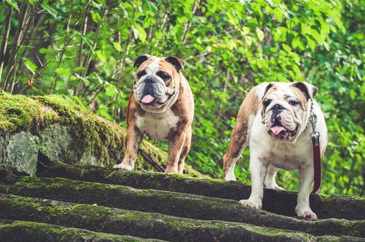 English Bulldog or British Bulldog dog with tiger coat on the stairs