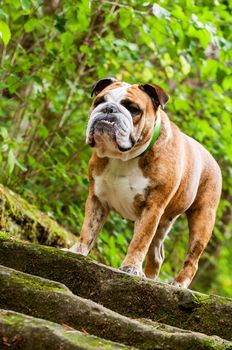 English Bulldog or British Bulldog dog with tiger coat on the stairs