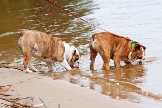 English Bulldog or British Bulldog is swimming on the lake in the water